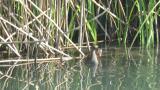 Common Moorhen, walking and hidden behind the reeds