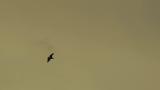 Steller's Sea Eagle flying around near the shore