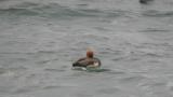 Red-crested Pochard