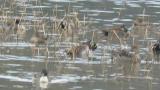 Baikal Teal, preening