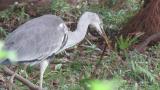 Grey Heron eating