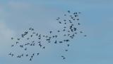 Flying Mandarin Ducks