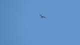 Soaring Eastern Buzzards on migration