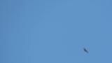 Soaring Eastern Buzzards on migration