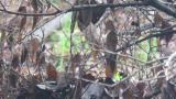 Siberian Rubythroat, tail movement and call