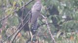 Perched Lesser Cuckoo