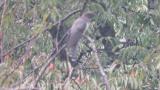 Perched Lesser Cuckoo took flight