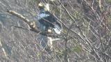 Steller's Sea Eagle returned to the north