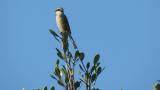 Calling Bull-headed Shrike