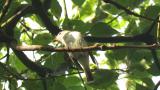 Asian Brown Flycatcher
