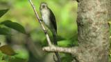 Asian Brown Flycatcher