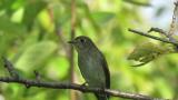 Asian Brown Flycatcher