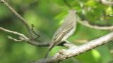 Asian Brown Flycatcher.  Took flight at the end.