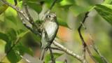 Asian Brown Flycatcher.  Took flight at the end.