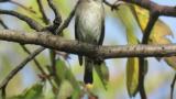 Asian Brown Flycatcher.  Took flight at the end.