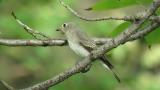 Asian Brown Flycatcher.  Took flight at the end.