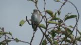 Grey-streaked Flycatcher.  Took flight at the end.