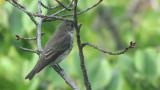 Grey-streaked Flycatcher.  Took flight at the end.