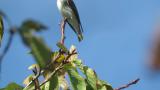 Grey-streaked Flycatcher.  Took flight at the end.