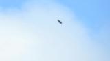 Soaring Mountain Hawk-eagle with a filled crop