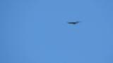 Soaring Mountain Hawk-eagle with a filled crop