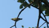 Foraging Kamchatka Leaf Warbler with calls