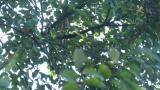 Kamchatka Leaf Warbler moving with calls