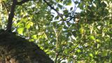 Kamchatka Leaf Warbler
