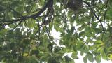 Foraging Kamchatka Leaf Warbler