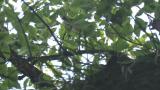 Foraging Kamchatka Leaf Warbler
