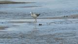 Common Greenshank, walking and foraging