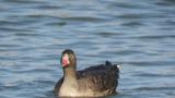 Lesser White-fronted Goose on the water