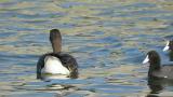 Lesser White-fronted Goose and Eurasian Coots