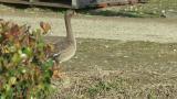 Walking Lesser White-fronted Goose