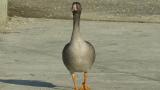 Walking Lesser White-fronted Goose