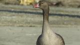 Walking Lesser White-fronted Goose, close-up