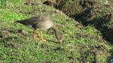 Foraging Walking Lesser White-fronted Goose