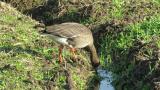 Foraging Lesser White-fronted Goose