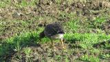 Foraging Lesser White-fronted Goose