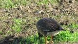 Foraging Lesser White-fronted Goose