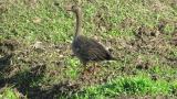 Lesser White-fronted Goose took flight