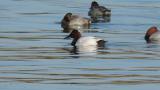Canvasback, drinking water and scratching