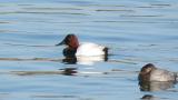 Canvasback, drinking water and eye closing