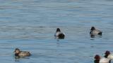 Canvasback, drinking water and scratching