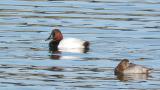 Canvasback, drinking water and preening