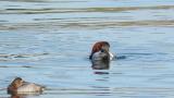 Canvasback, preening