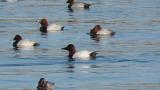 Canvasback and Common Pochards, scratching and flapping