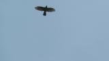 Soaring Grey-faced Buzzard