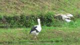 Foraging Oriental Stork