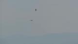 Suspected Pied Harrier (or Hen Harrier) on migration